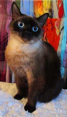 cat